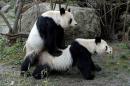 Two giant pandas mate in the zoo of Schoenbrunn in Vienna