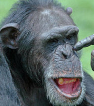 l-etonnante-capacite-auditive-des-chimpanzes_30793_w250