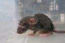 In this Dec. 2012 photo provided by People for Ethical Treatment of Animals (PETA) shows a weak and lethargic rat who was found in a tub among at least 200 other juvenile rats, many of whom were severely dehydrated and dying at a breeding center in Lake Elsinore, Calif., authorities said Monday, July 22, 2013. Riverside County authorities say two men have been charged with 106 counts of felony animal cruelty for the way they treated nearly 20,000 rats and reptiles found diseased, dying or dead. (AP Photo/PETA)