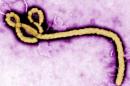 SCIENTISTS DON'T KNOW WHERE EBOLA COMES FROM