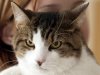 Study Links Cat Litter Box to Increased Suicide Risk