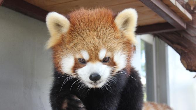 ecovers missing red panda after frantic search 