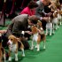 Keith Paladino of Lodi, N.J., second from left, works with a 15 inch Beagle as they line up in the ring for competition at the 136th annual Westminster Kennel Club dog show, Monday, Feb. 13, 2012, in New York. (AP Photo/Craig Ruttle)