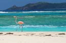 FILE - In this May 17, 2013 file photo, a flamingo walks along the beach on Necker Island in the British Virgin Islands. The British Virgin Islands is setting up a sanctuary for all shark species in its territorial waters to protect the imperiled marine predators whose global numbers have been rapidly dwindling. Necker Island is the home of Richard Branson, the British tycoon and adventurer who has been pushing Caribbean governments to better protect its marine environments. (AP Photo/Todd Vansickle, File)