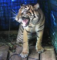 WWF : Upaya Selamatkan Harimau Sumatera Sangat Mendesak