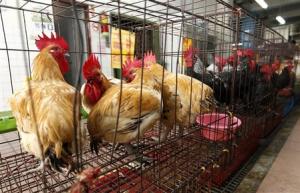 File photo of chickens sitting inside cages in New …