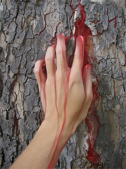 Kỳ lạ loài cây tiết ra ‘máu rồng’