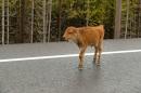 Lessons from a Baby Bison's Death: Don't. Touch. Wildlife.