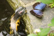 Una tortuga galápago de Florida intenta comerse uno de los ejemplares de mariposa Morpho Peleides en el Mariposario del Parque de las Ciencias de Granada. EFE/Archivo
