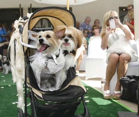 Dog wedding