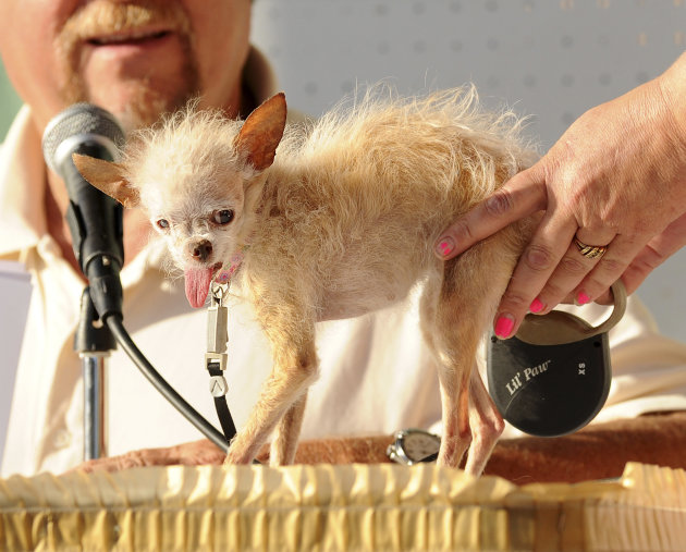A judge evaluates Yoda during the 2011 World's Ugliest Dog Contest on Friday, June 24, 2011, in Petaluma, Calif. The 14-year-old Chinese Crested and Chihuahua mix took top honors winning $1000 and a p