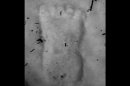 Bigfoot Spotted In Idaho?
