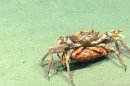 This image provided by NOAA, shows a Atlantic deep-sea red crab mating pair. The male crab is carrying the inverted female. National Oceanic and Atmospheric Administration's ship Okeanos Explorer and its robotic sub are providing live coverage of a expedition off Nantucket, that is allowing other scientists and everyday people to follow along. Until now, the world of the deep sea floor has mostly been the province of scientists where a handful of researchers would huddle on a ship and watch the video from below, take notes, and two or three years later write a scientific paper. (AP Photo/NOAA)