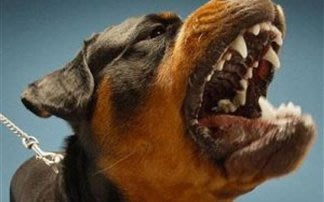 Σκύλος κατακρεούργησε 17χρονη στην Αλεξανδρούπολη