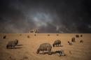 Blackened sheep graze as oil wells, set ablaze by retreating Islamic State (IS) jihadists, burn in the background, in the town of Qayyarah, some 70 km south of Mosul on November 20, 2016