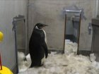 N.Z.'s lost penguin to head home on research ship