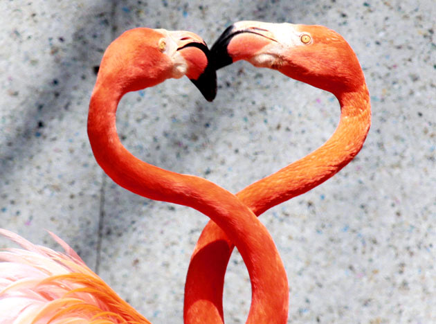 Animals in love on Valentine's Day | Wallpapers Assembly