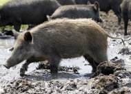 In this Aug. 24, 2011 photo, a feral hog walks in a holding pen at Easton View Outfitters in Valley Falls, N.Y. Wildlife officials in New York are devising a strategy to stop wild hogs from proliferating to the point where they’re impossible to eradicate, as they’ve become in southern states where roaming droves have devastated crops and wildlife habitat with their rooting, wallowing and voracious foraging. (AP Photo/Mike Groll)