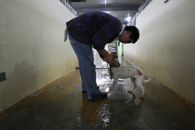 In this photo taken on Monday, April 9, 2012, Taiwanese photographer Tou Chih-kang greets a dog scheduled to be euthanized later in the day at a government-run shelter in Taoyuan, northern Taiwan. In 