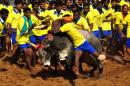 Participants attempt to hold down a bull during the traditional bull-taming festival 'Jallikattu', in Palamedu near Madurai, south of Chennai