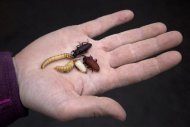 Various stages of beetles crawl around on the palm of a hand at an insect farm in Ermelo January 12, 2011. REUTERS/Jerry Lampen