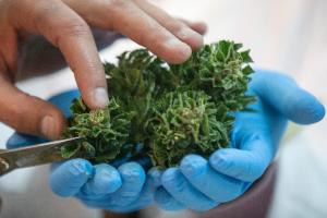 Forbidden to export its cannabis plants, Israel is …