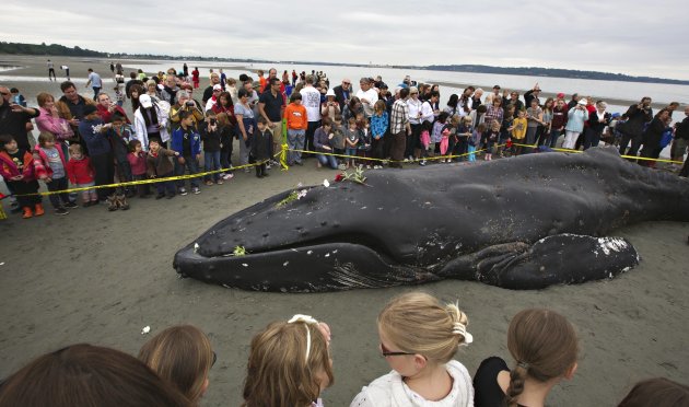 People gather around a humpback …