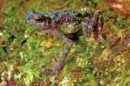 This photo, taken June 13, 2011 and released by Institute of Biodiversity and Environmental Conservation, shows an adult female Bornean Rainbow Toad, also referred to as Sambas Stream Toad (Ansonia latidisca) in Penrissen, Sarawak, Malaysian Borneo. Scientists scouring the mountains of Borneo spotted the toads, which were last seen by European explorers in 1924, providing the world with the first photographs of the colorful, spindly-legged creature, a researcher said Thursday, July 14, 2011. (AP Photo/Institute of Biodiversity and Environmental Conservation, Indraneil Das) NO SALE, MANDATORY CREDIT, ONE TIME USE ONLY, NO ARCHIVES