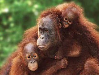Wah, Orangutan Sumatera Hanya Tinggal 400 Ekor