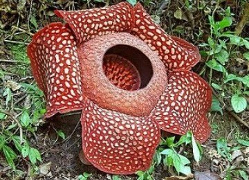 Pakar:Rafflesia di Bengkulu Terancam Punah