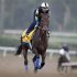 Game On Dude works out for Saturday's $5 million Breeders' Cup Classic at Santa Anita Park in Arcadia