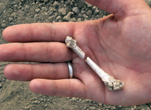 Esta imagen suministrada por el Museo Cleveland de Historia Natural muestra un fragmento óseo de hace 3,4 millones de años perteneciente a un pie recuperado durante una excavación en Etiopía. Un nuevo estudio determinó que el pie perteneció a un pariente de los humanos que vivió más o menos en la misma época que Lucy, el conocido homínido primitivo. (Foto AP/Museo Cleveland de Historia Natural, Yohannes Haile-Selassie)