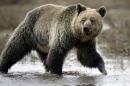 A grizzly bear roams through the Hayden Valley in Yellowstone National Park in Wyoming