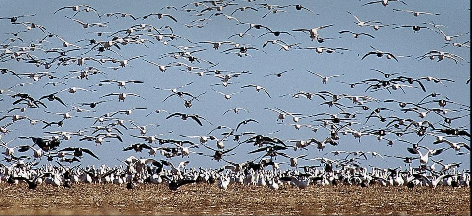 FILE - This Nov 3, 1996 file photo shows thousands of snow geese descending on a harvested soybean field near Letcher, S.D. The South Dakota Game...