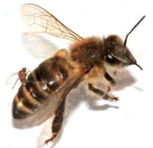 "Zombie" Fly Parasite Killing Honeybees Fly_parasite_honeybee