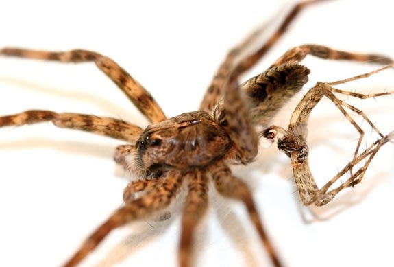 The male fishing spider dies soon after mating.
