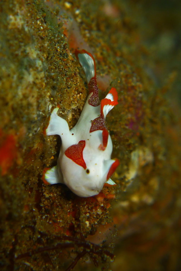 The gorgeous red markings on this juvenile Frogfish will eventually fade into yellow, pink, orange, grey or black as he grows to full adulthood. This picture was taken at Anilao, Philippines.