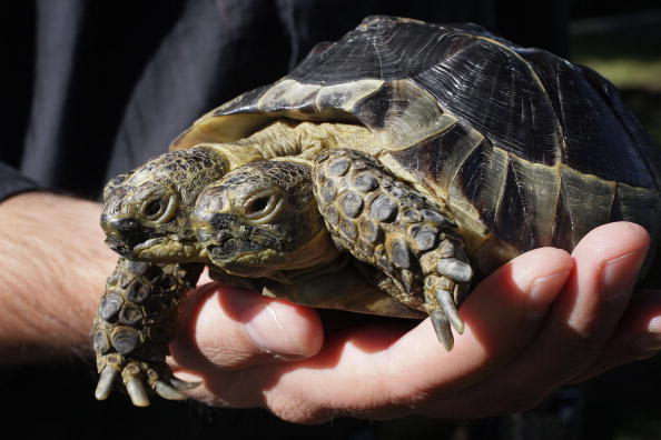 Amazing double headed animals - It's real 09-janus-tortoise_084332