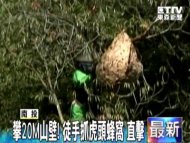 攀20M山壁！徒手抓虎頭蜂窩 直擊