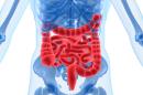 Bacteria in the gut may hold key to many diseases