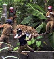 In this July 19, 2011 photo, a leopard attacks a forest guard at Prakash Nagar village near Salugara, on the outskirts of Siliguri, India. The leopard strayed into the village area and attacked several villagers, including at least four guards, before being caught by forest officials, according to news reports. The leopard, which suffered injuries caused by knives and batons, died later in the evening at a veterinary center. The forest guard being attacked was injured. (AP Photo) INDIA OUT
