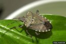 Stink Bug Invasion Promises Foul Fall
