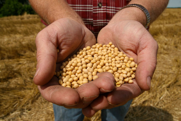 FILE - This July 5, 2008 file photo shows a farmer holding Monsanto's Roundup Ready Soy Bean seeds at his family farm in Bunceton, Mo. A high stakes dispute over soybeans comes before the Supreme Court, with arguments taking place Tuesday. (AP Photo/Dan Gill, File)