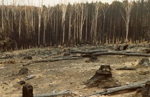• Los eventos de “El Niño” se van a duplicar... 1024px-Burnt_pine_forest_at_Mount_Macedon_after_the_1983_Ash_Wednesday_bushfires