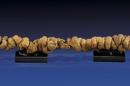 'Longest' Fossilized Poop Drops at Auction House
