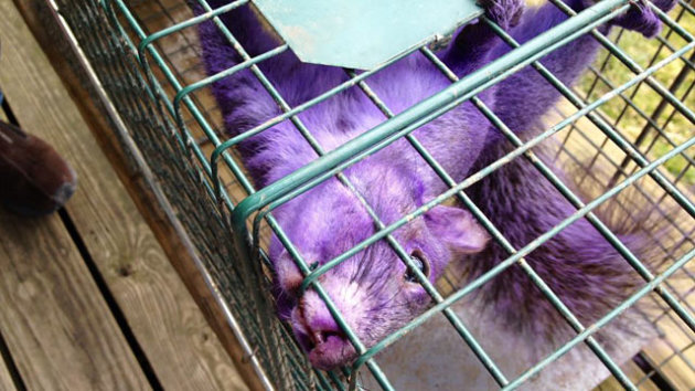 ¿la misteriosa ardilla violeta? Ht_purple_squirrel_jp_120209_wmain