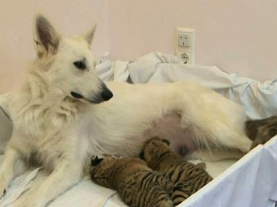 Dog adopts three tiger cubs abandoned by mother 1123dv_tiger_cubs_dog_400x300