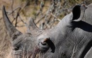 173 rhinos have been poached throughout South Africa to date, of which 120 were poached in Kruger National Park. Around 21,000 rhinos, both black and white, remain in South Africa, home to 70 percent of the world's rhino population