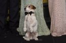 El perro Uggie, uno de los protagonistas de la película francesa 'The artist', celebrando el éxito del filme, el domingo
