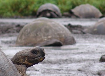Kura-kura Punah Ditemukan Kembali di Galapagos